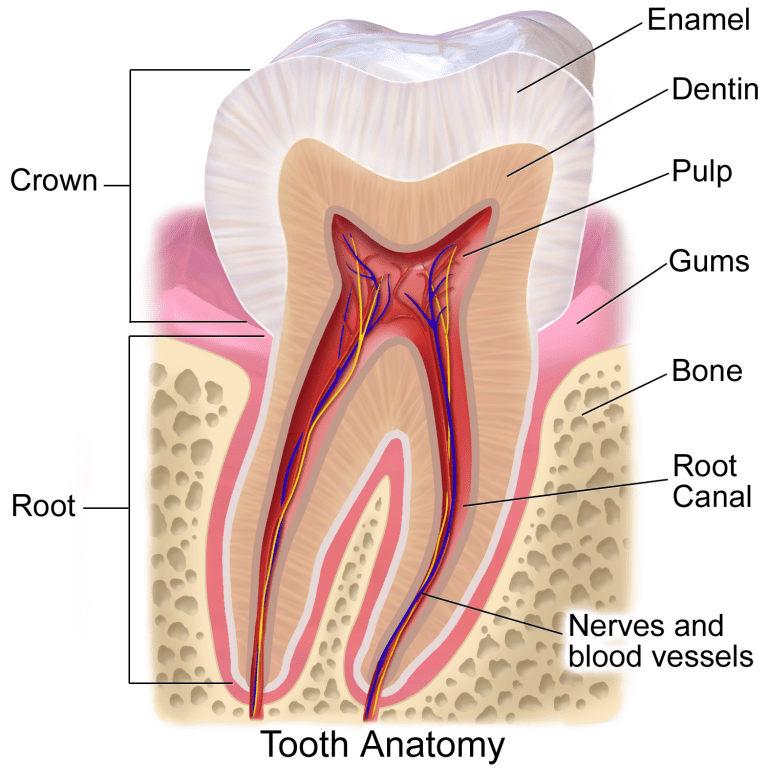 Root canal treatment in adelaide